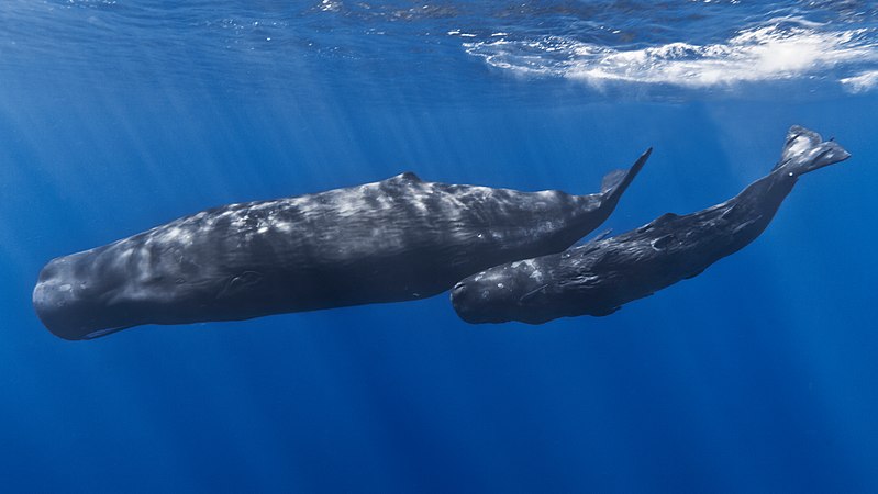 World's Largest Whales