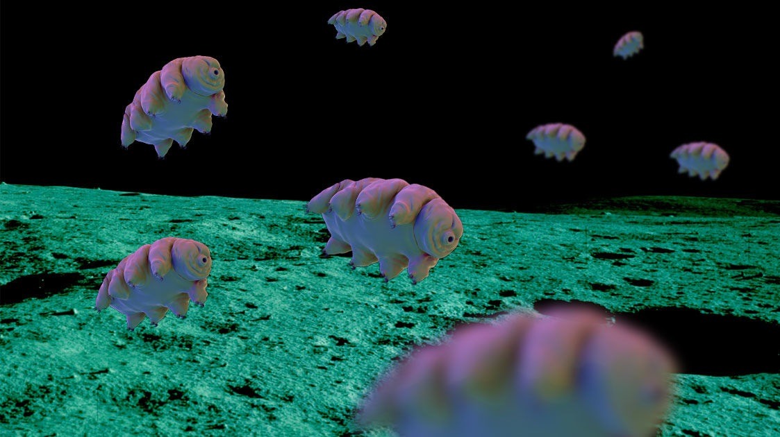 Tardigrades on moon