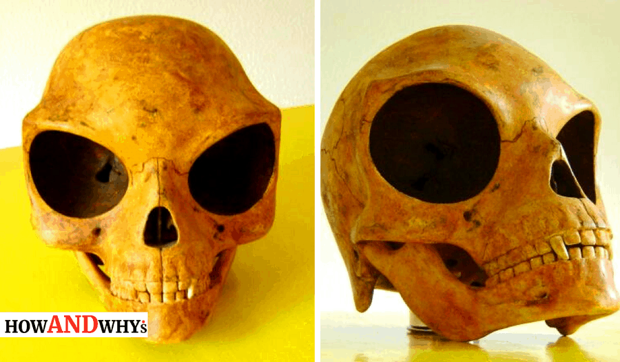 Mysterious sealand skull