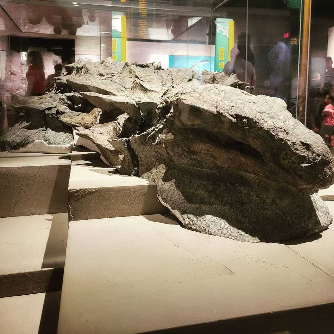 Mummified Dinosaur