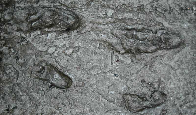 Tanzania footprints