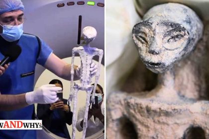 Mexican alien mummy