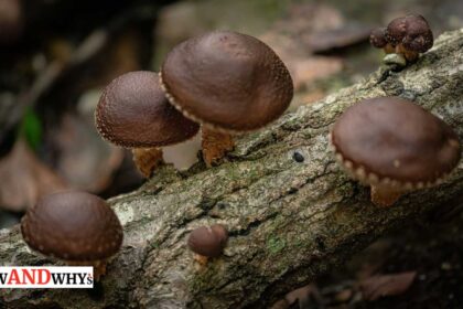 Medicinal Mushrooms for Anxiety