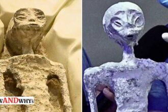Mexican Alien Mummies